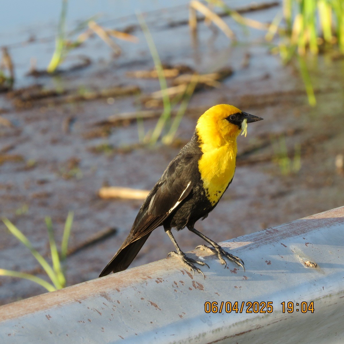 Yellow-headed Blackbird - ML637337009
