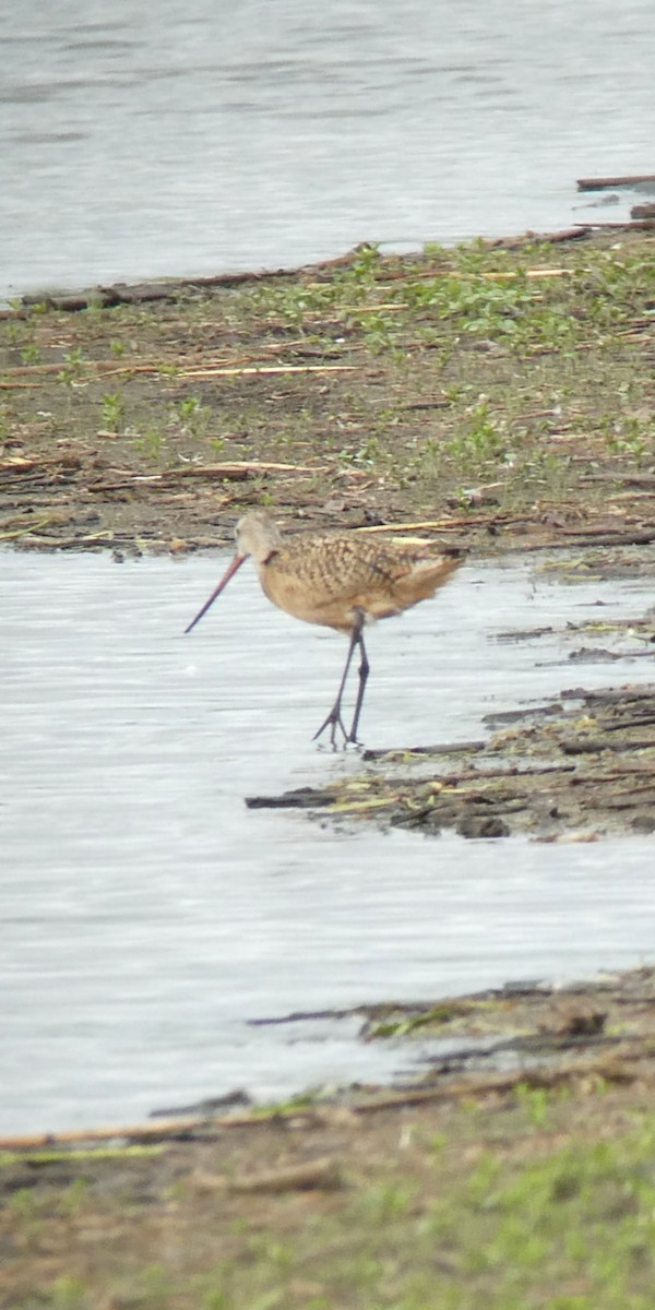 Marbled Godwit - ML637337016