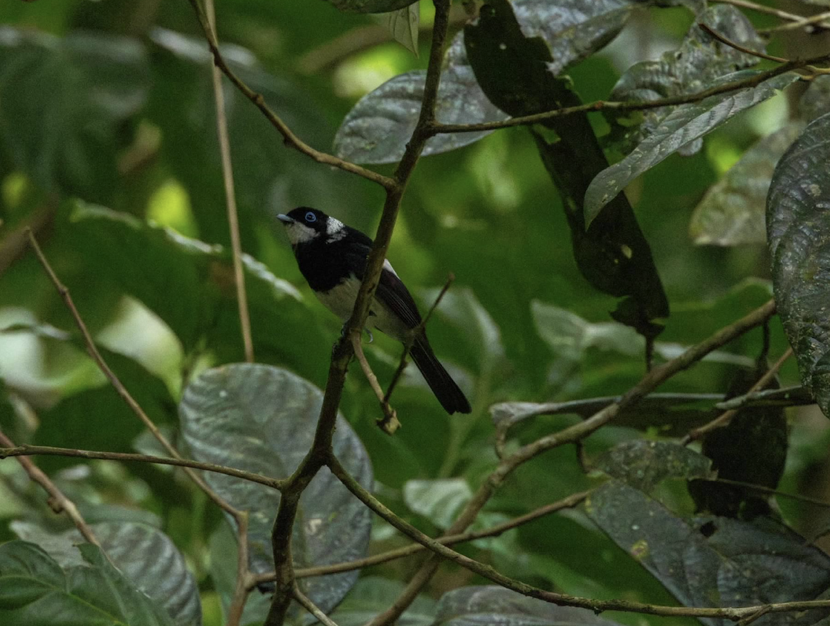 Pied Monarch - ML637337024