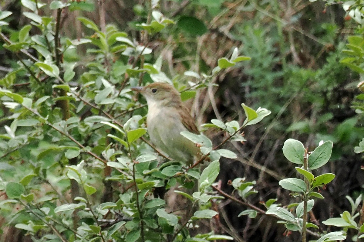 Thick-billed Warbler - ML637337033