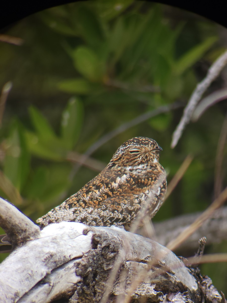 Antillean Nighthawk - ML637337100