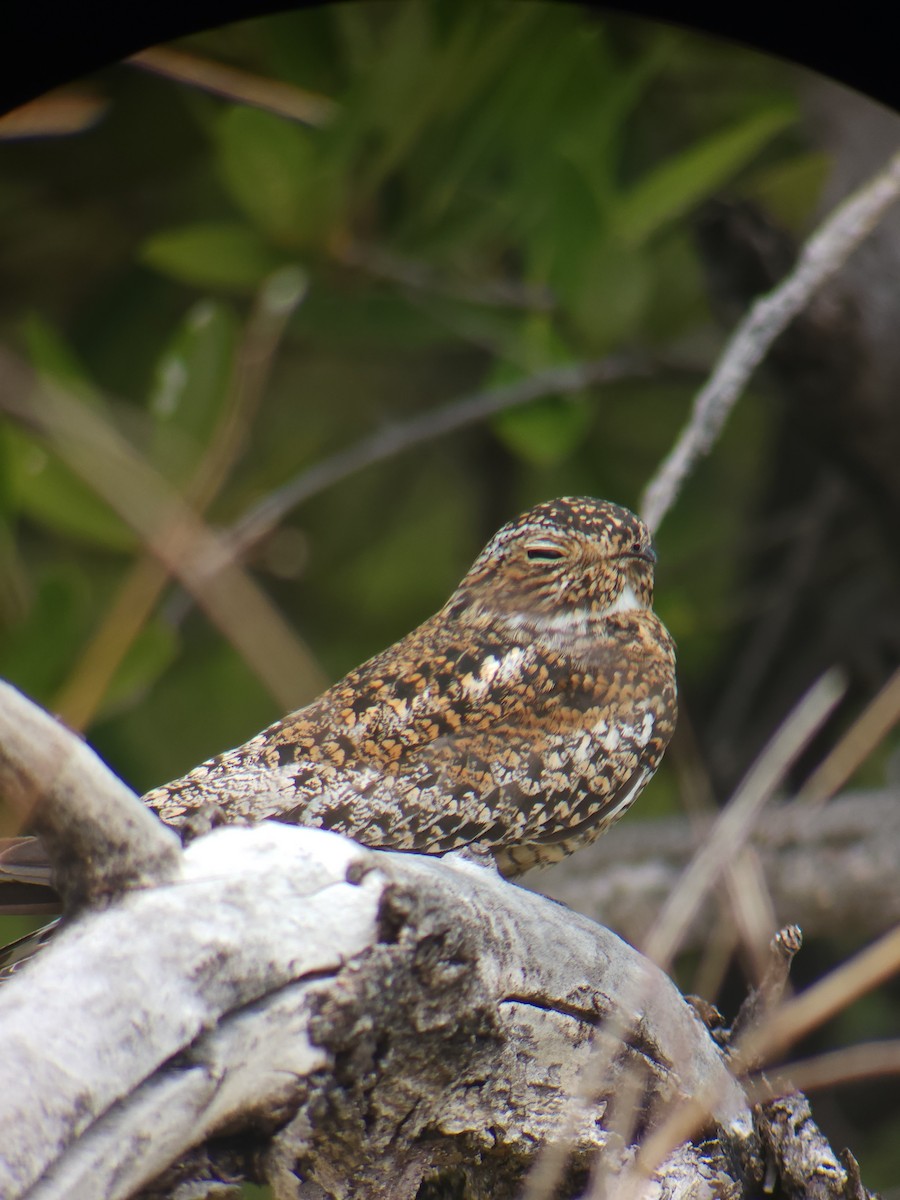Antillean Nighthawk - ML637337101