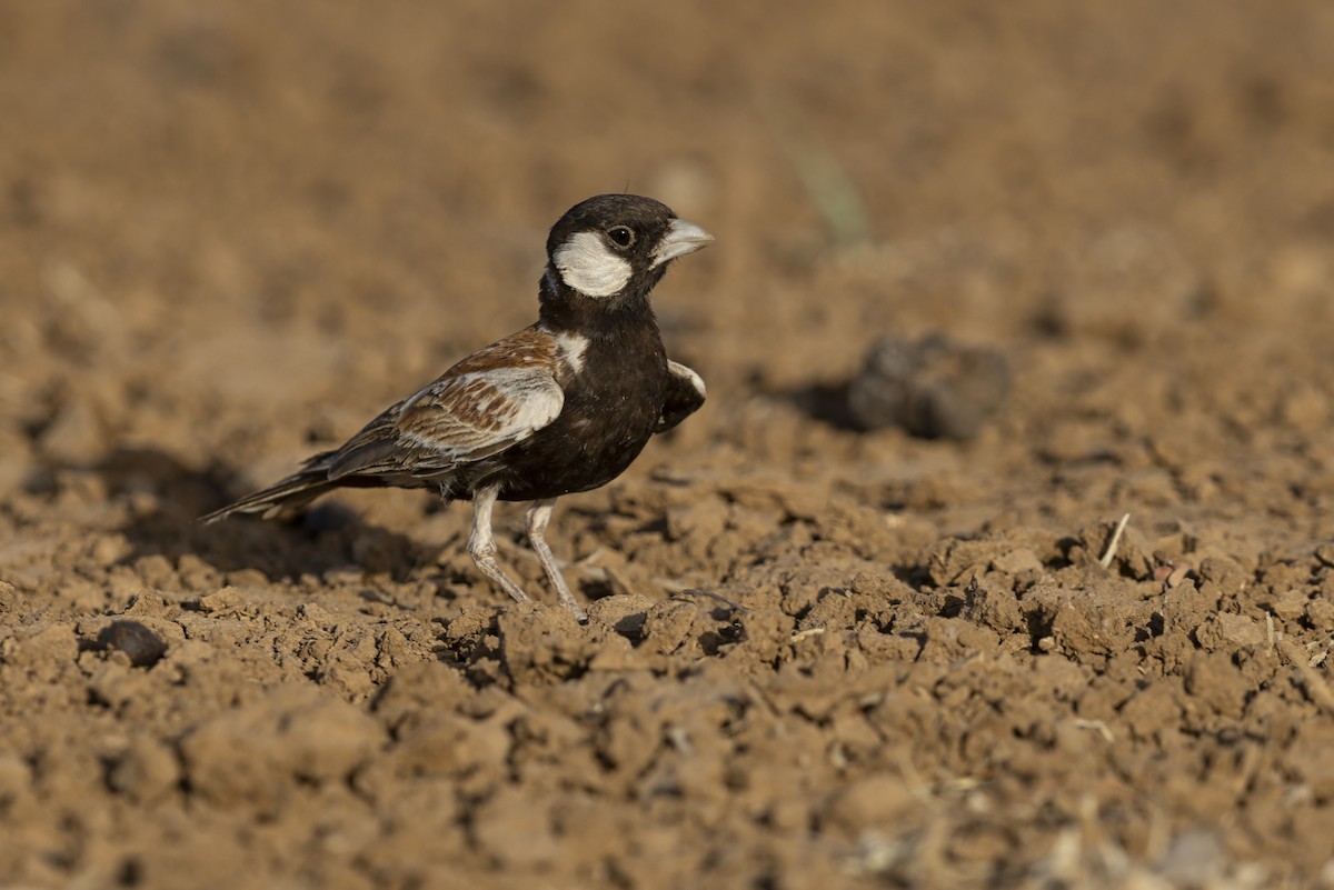 Chestnut-backed Sparrow-Lark - ML637337108