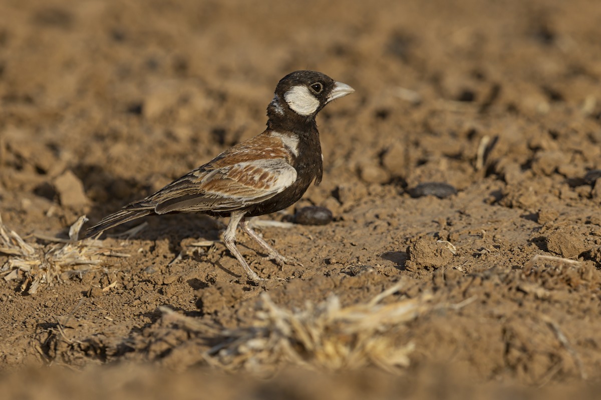 Chestnut-backed Sparrow-Lark - ML637337111