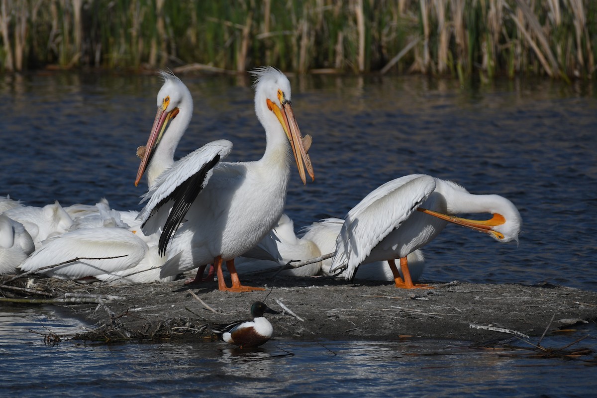 American White Pelican - ML637337135