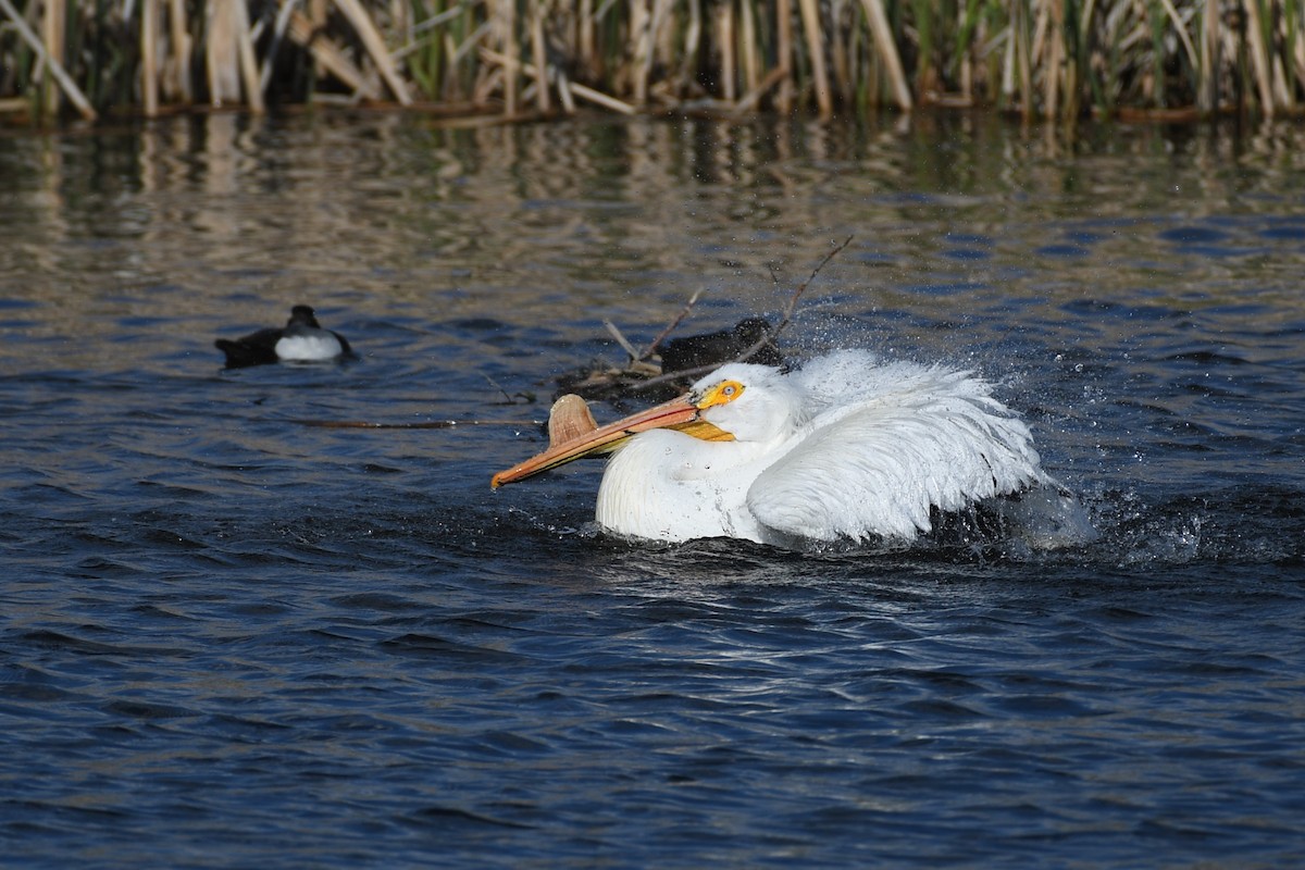 American White Pelican - ML637337142