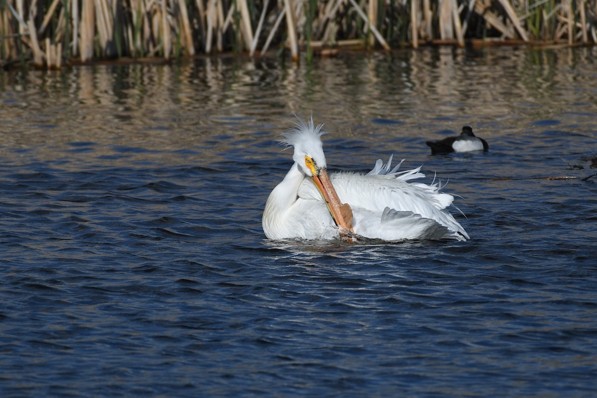 American White Pelican - ML637337143