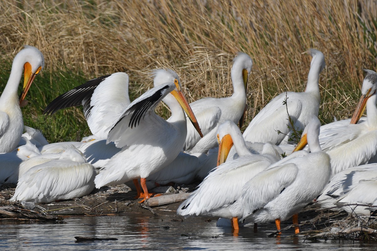 American White Pelican - ML637337156