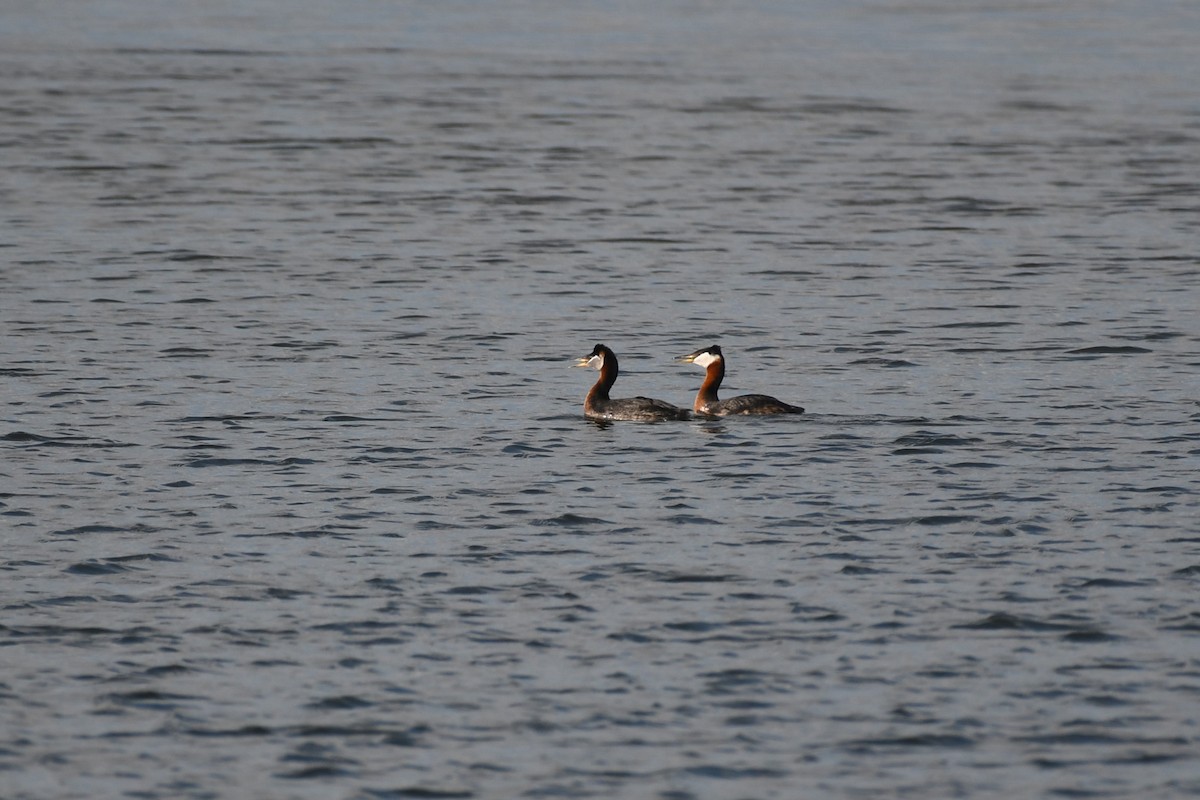 Red-necked Grebe - ML637337169
