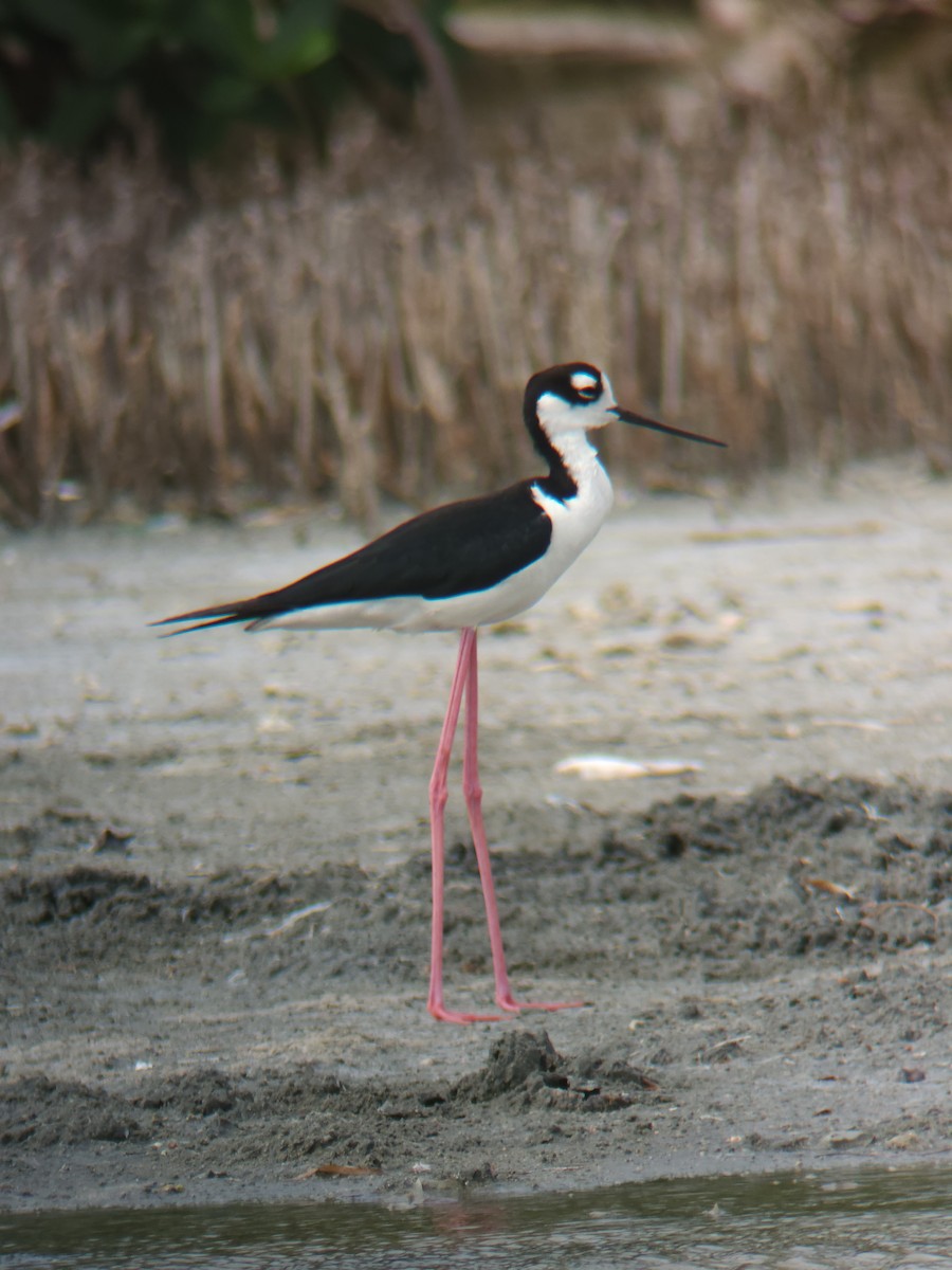 Black-necked Stilt - ML637337231