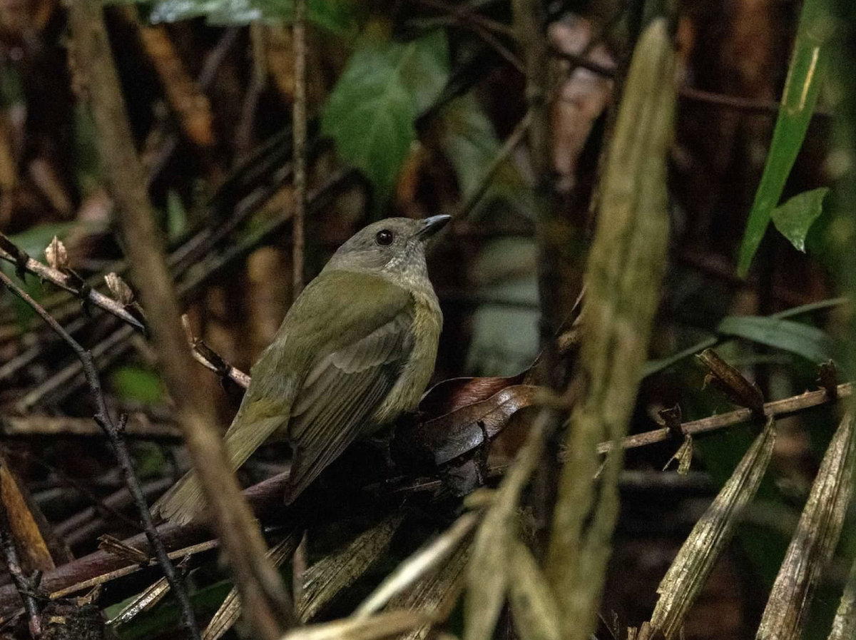 Spotted Catbird - ML637337251