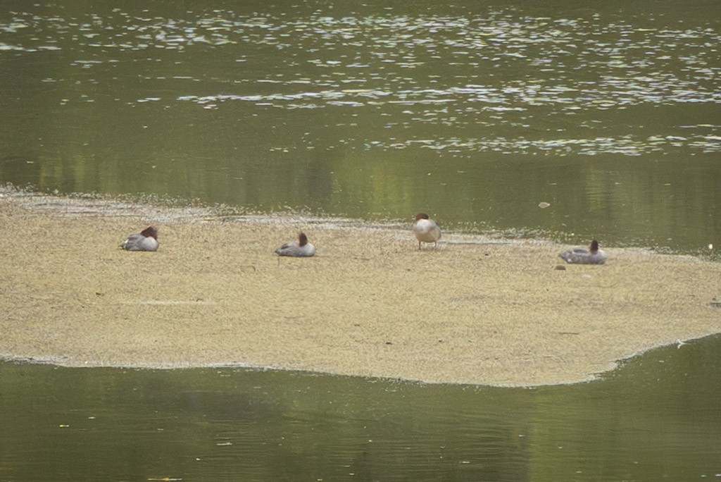 Common Merganser (North American) - ML637337312