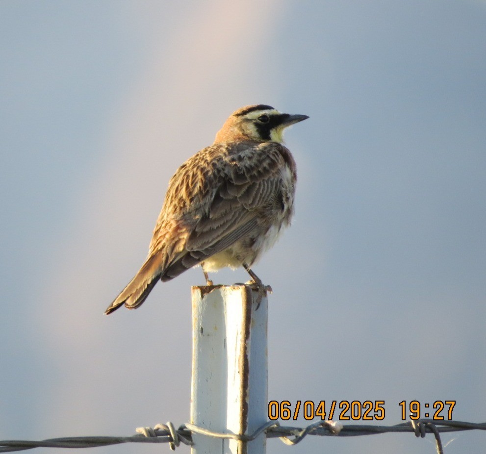 Horned Lark - ML637337337