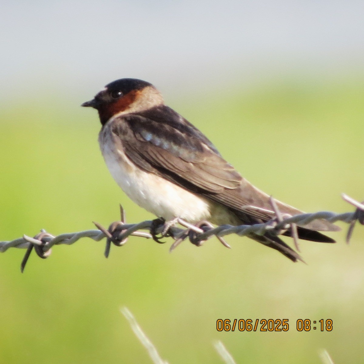 Cliff Swallow - ML637337351
