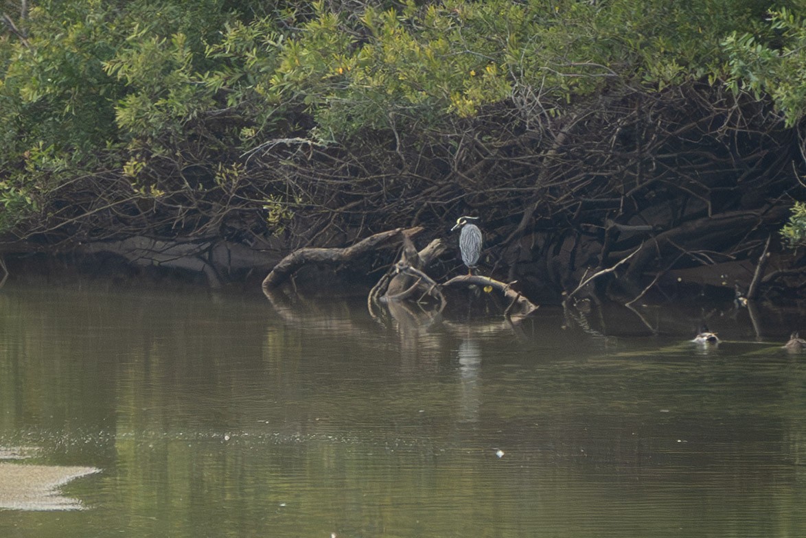 Yellow-crowned Night Heron - ML637337378