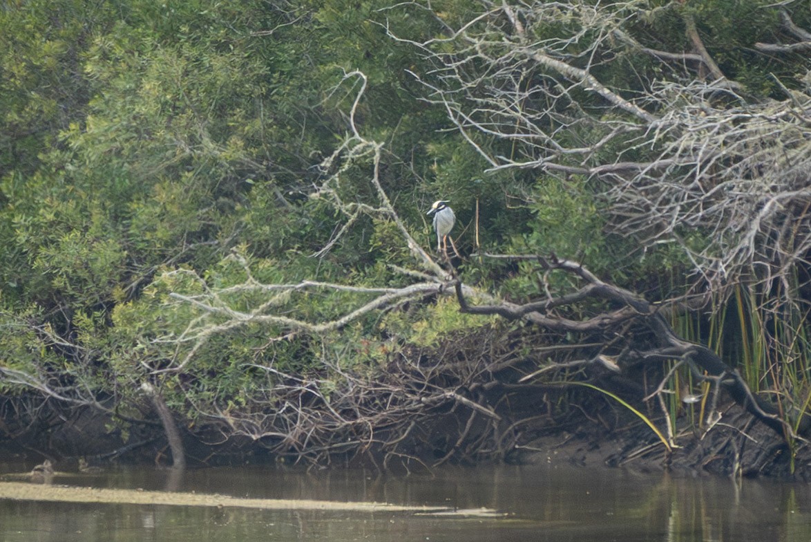 Yellow-crowned Night Heron - ML637337388