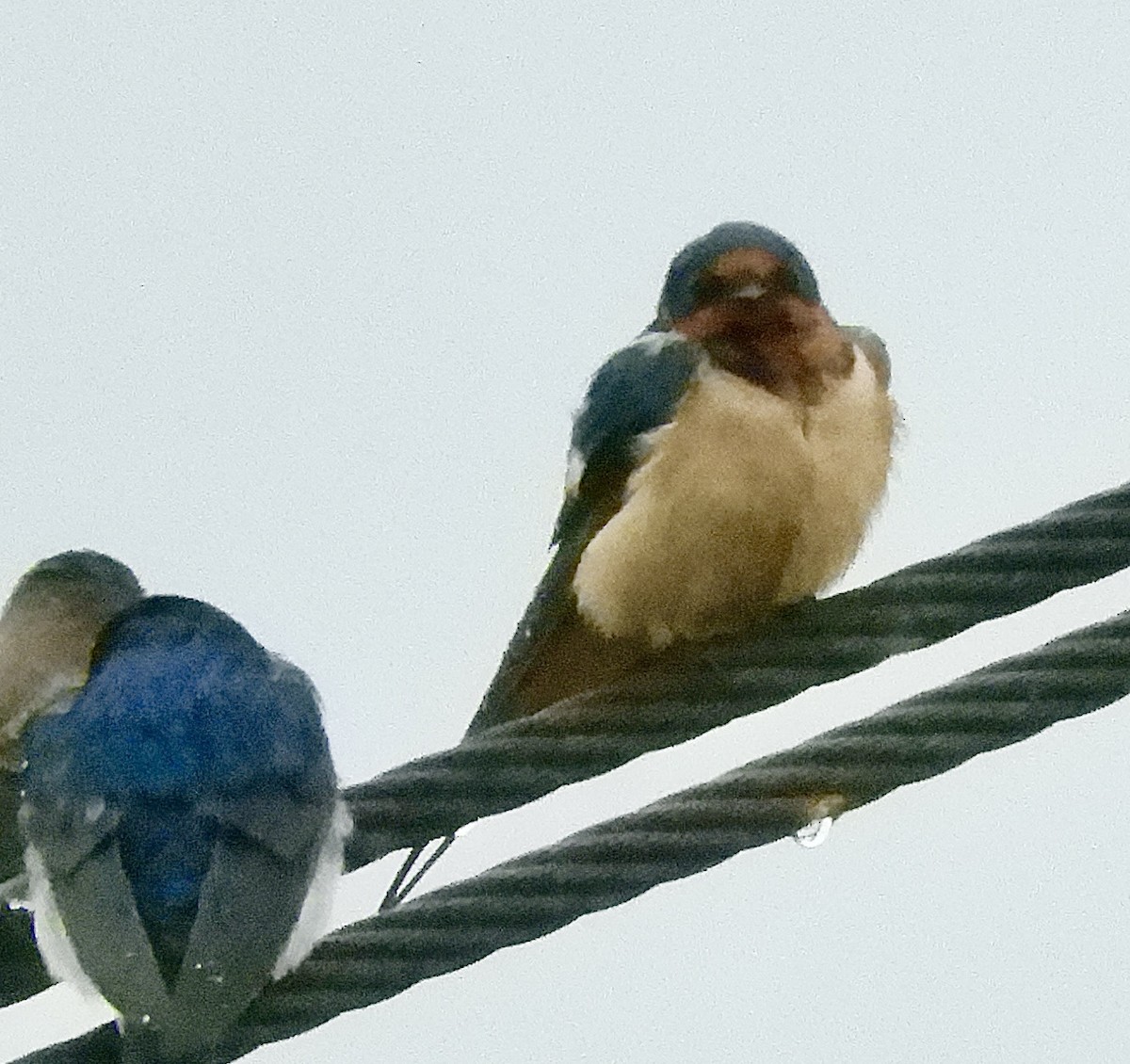 Barn Swallow - ML637337399