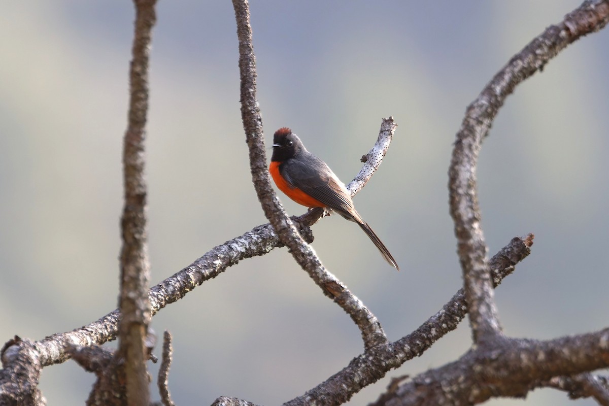 Slate-throated Redstart - ML637337425