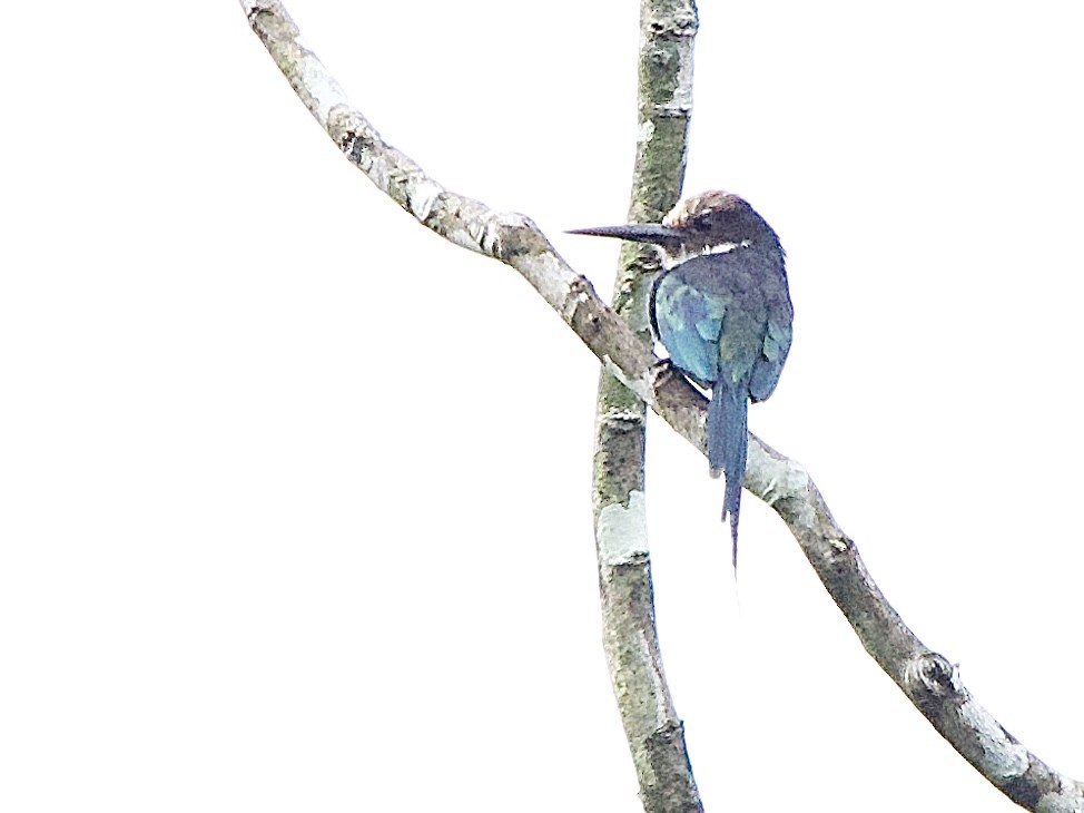 Paradise Jacamar - ML637337503