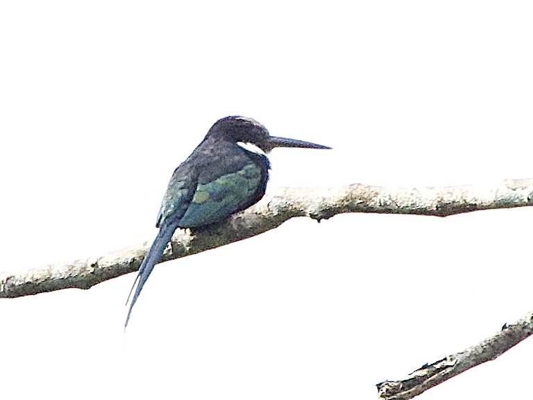 Paradise Jacamar - ML637337504