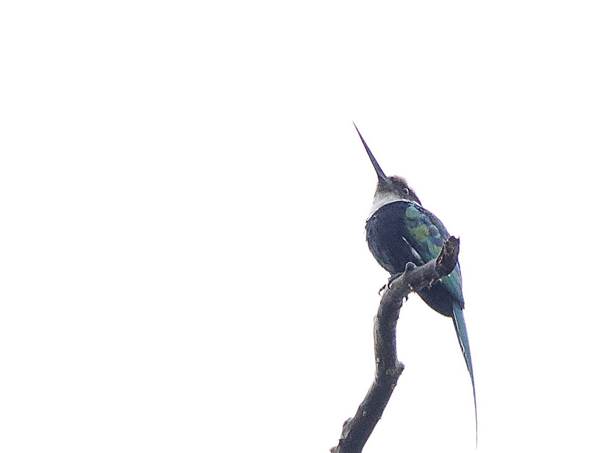 Paradise Jacamar - ML637337505