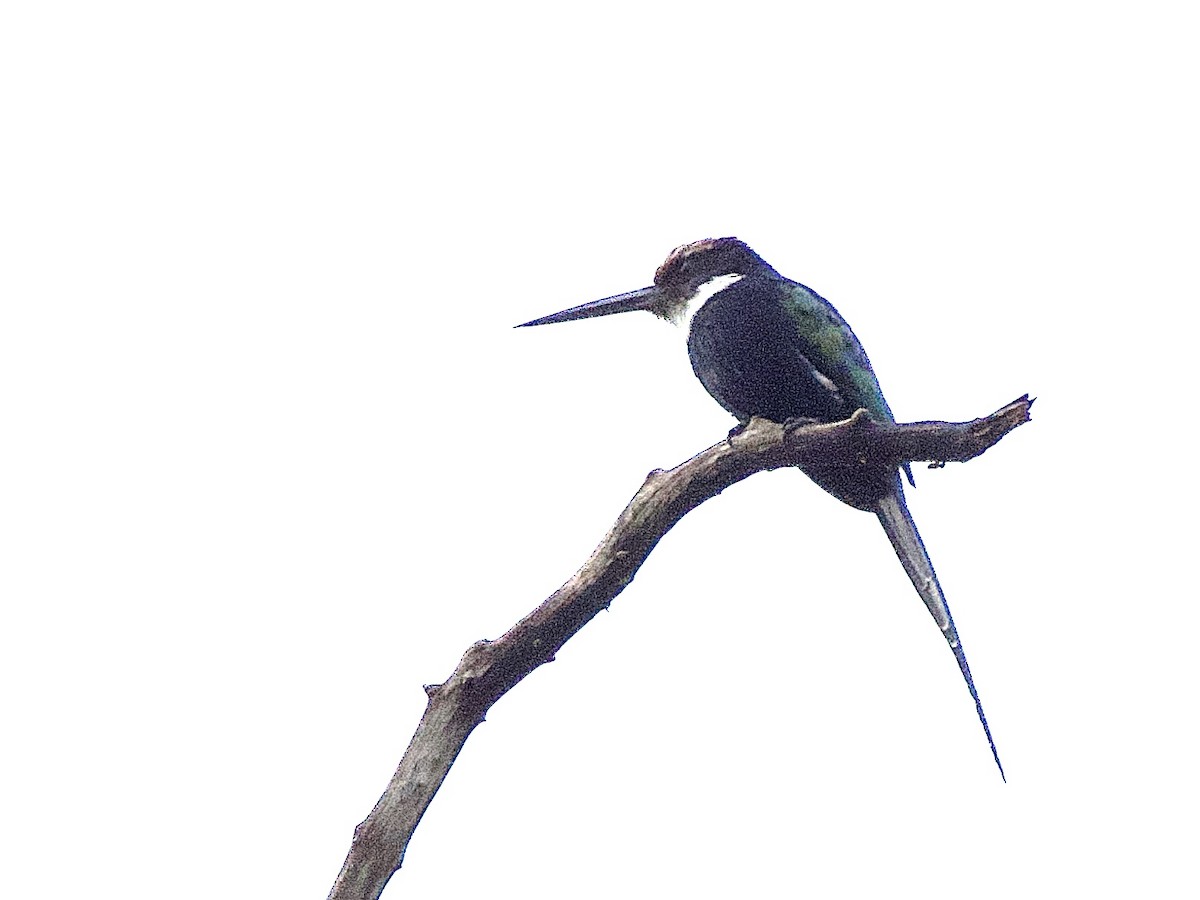 Paradise Jacamar - ML637337506