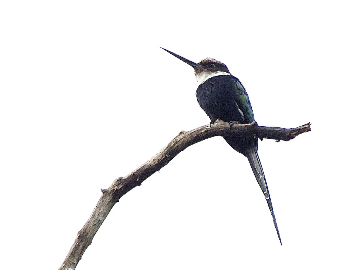 Paradise Jacamar - ML637337508