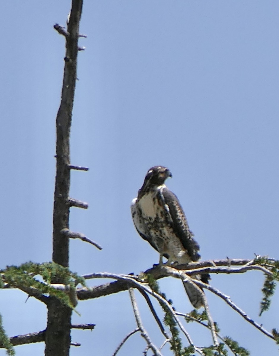 Red-tailed Hawk - ML637337581