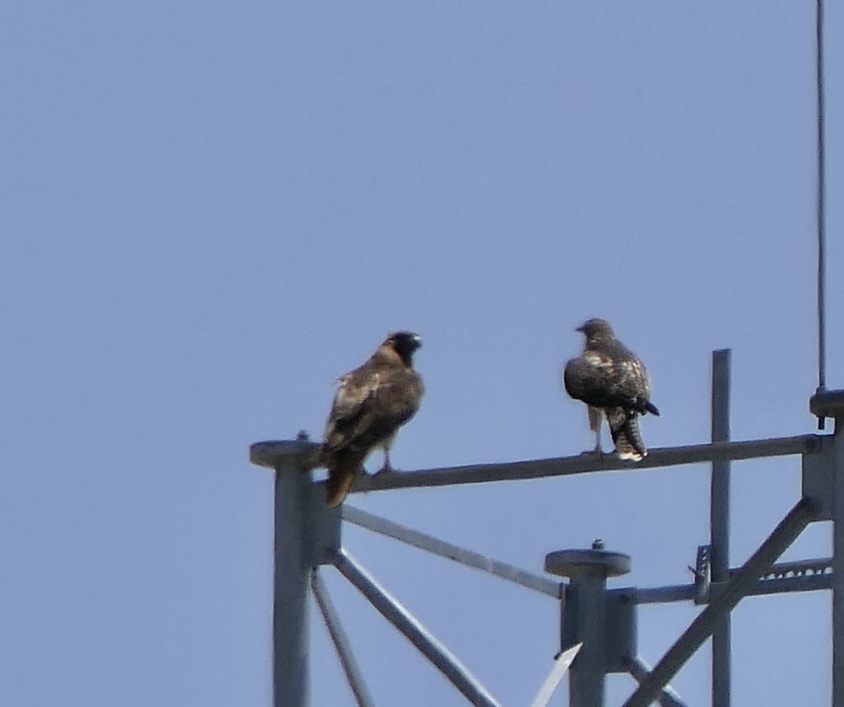 Red-tailed Hawk - ML637337582