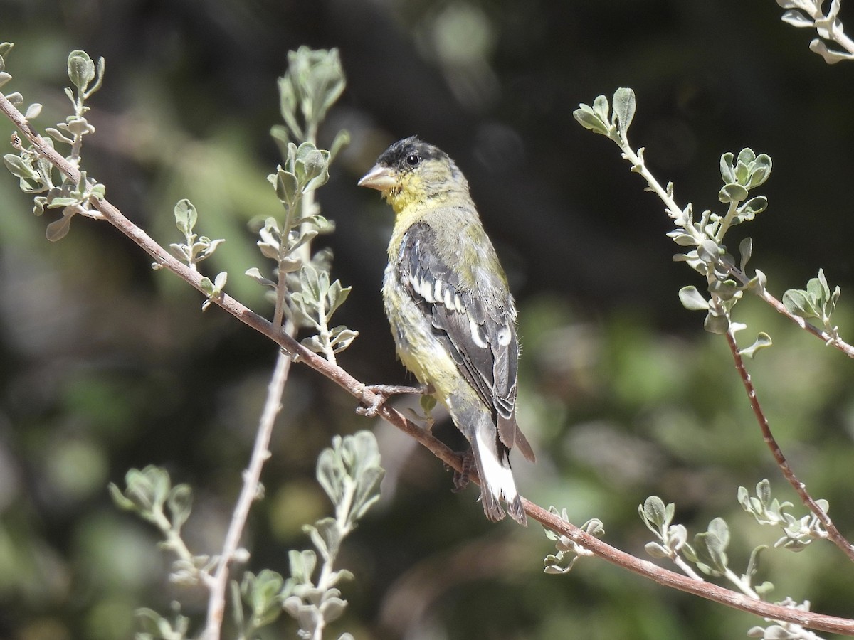 Lesser Goldfinch - ML637337704
