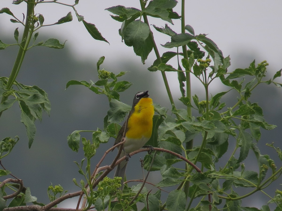 Yellow-breasted Chat - ML637337762