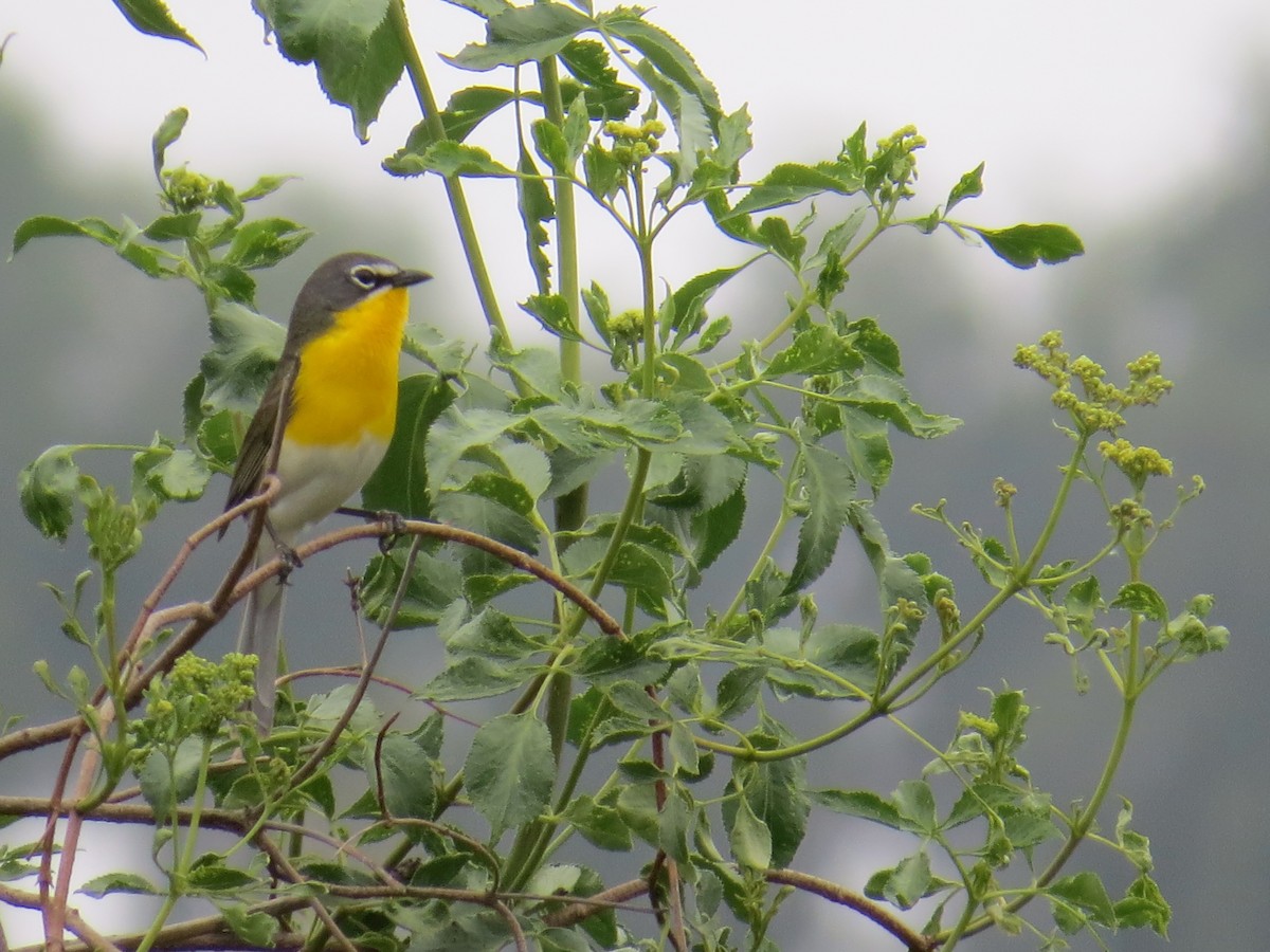 Yellow-breasted Chat - ML637337766
