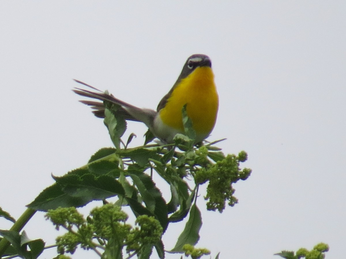 Yellow-breasted Chat - ML637337773