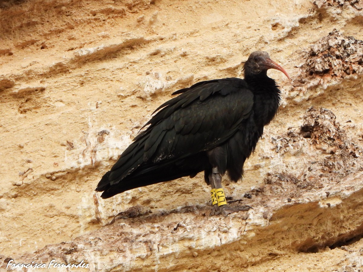 Ibis eremita - ML637337850