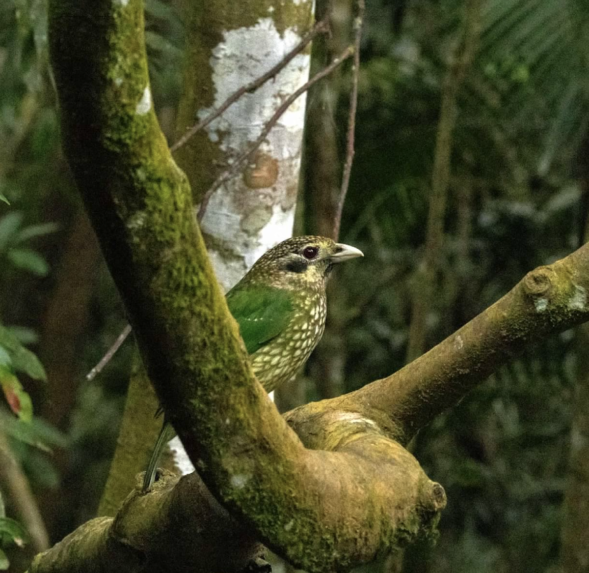 Spotted Catbird - ML637337883