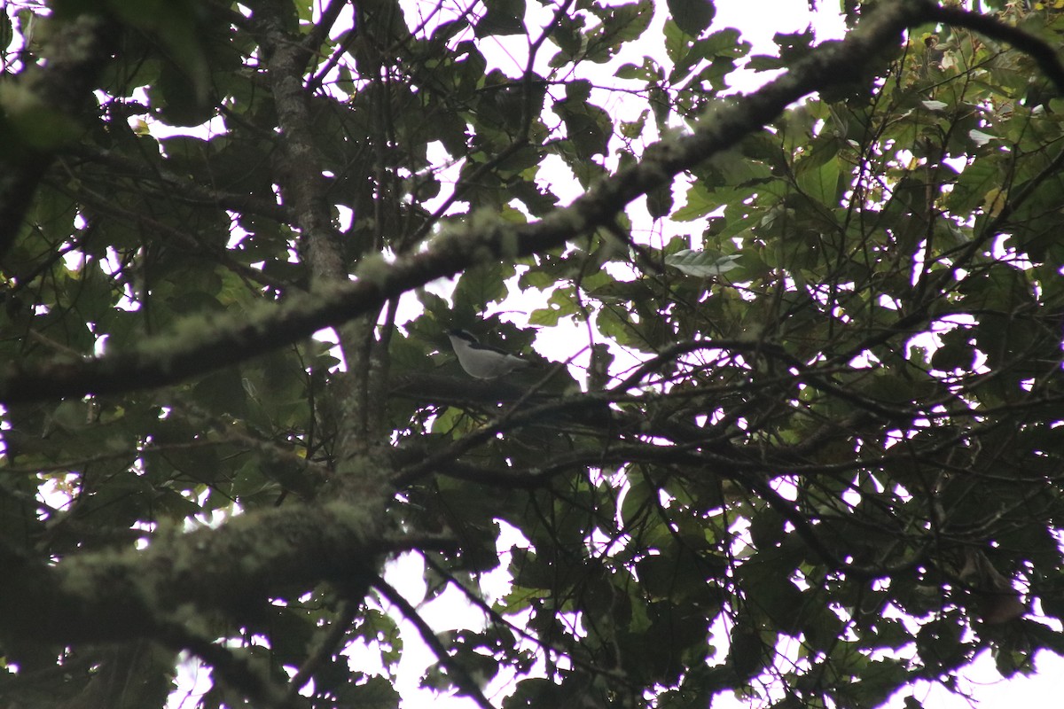 Pied Shrike-Babbler - ML637337892