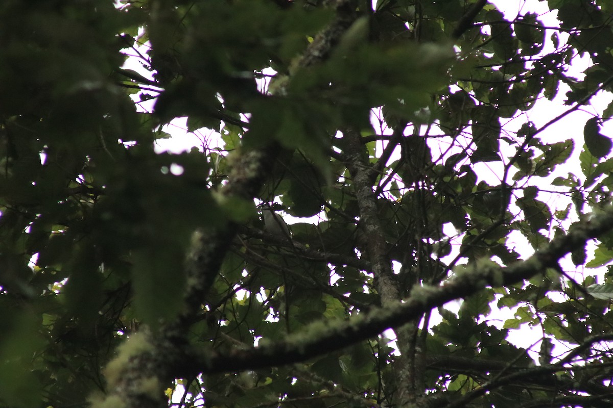 Pied Shrike-Babbler - ML637337893