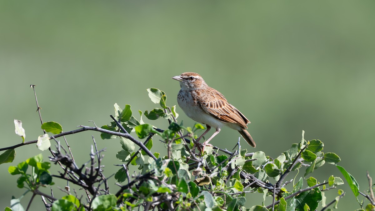 Fawn-colored Lark (Foxy) - ML637337911
