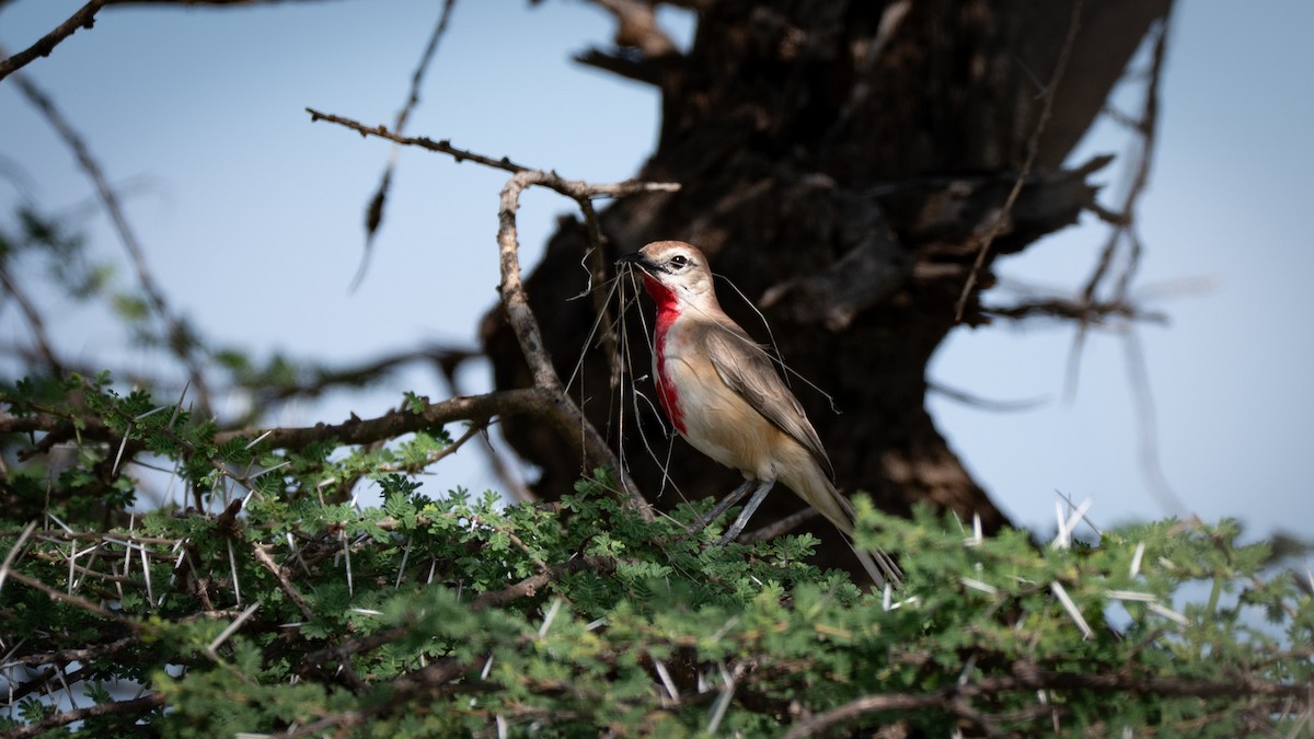 Rosy-patched Bushshrike - ML637337917