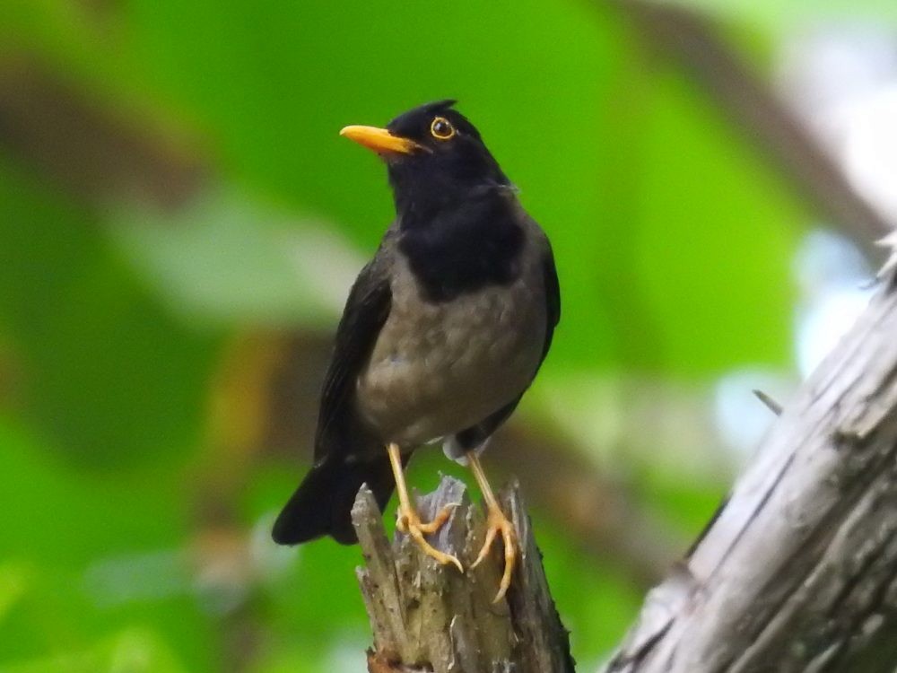 Black-hooded Thrush - ML637337923