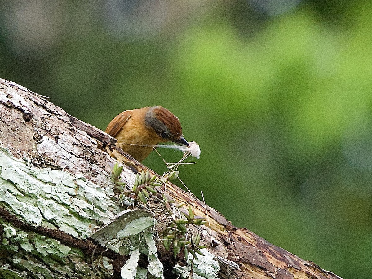 Chestnut-crowned Becard - ML637337972
