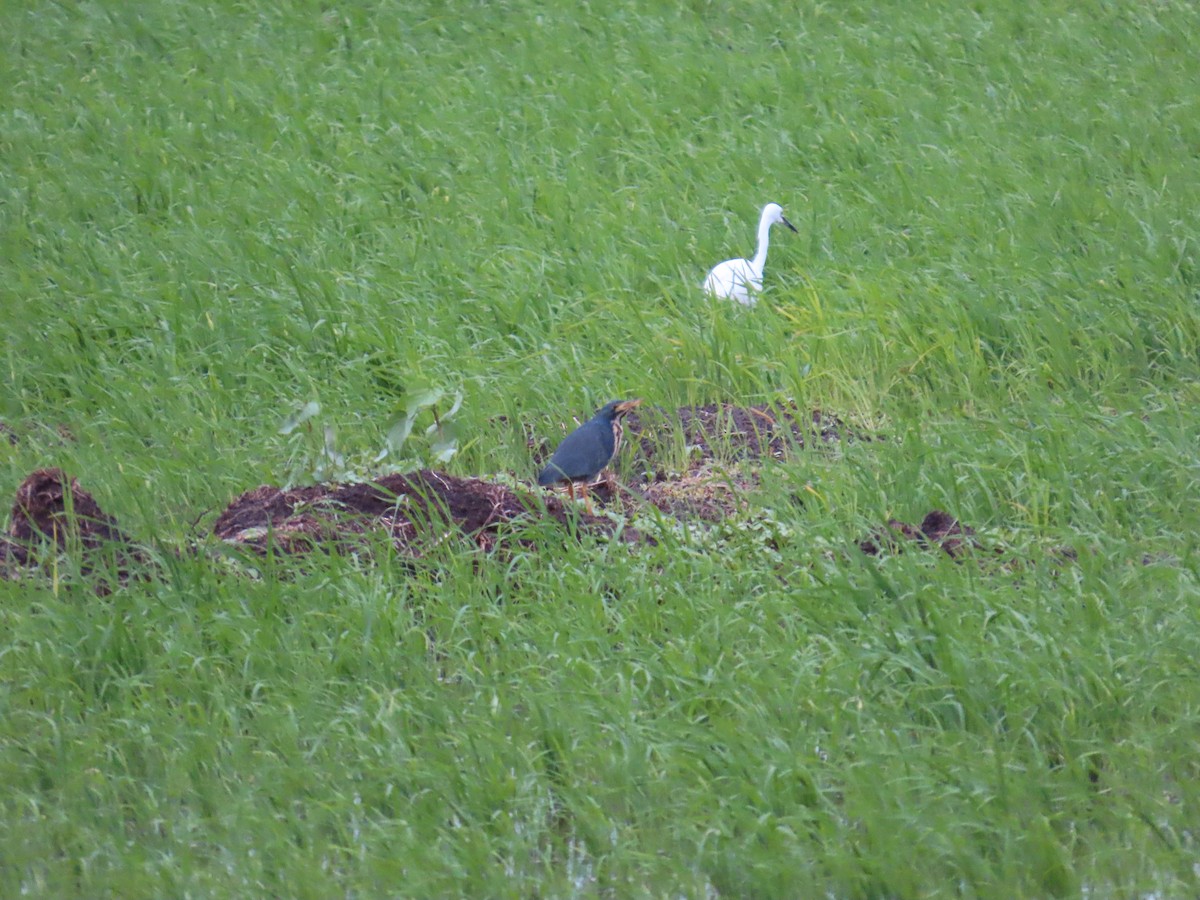 Dwarf Bittern - ML637337984