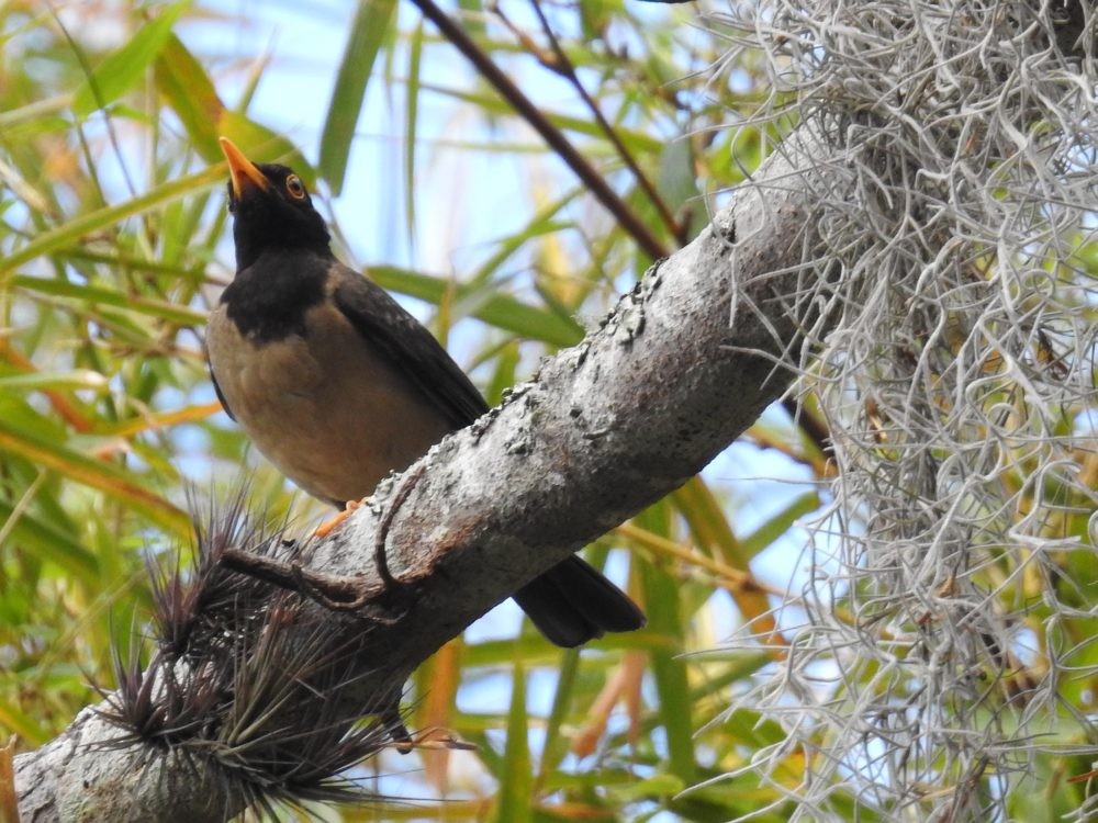 Black-hooded Thrush - ML637338006