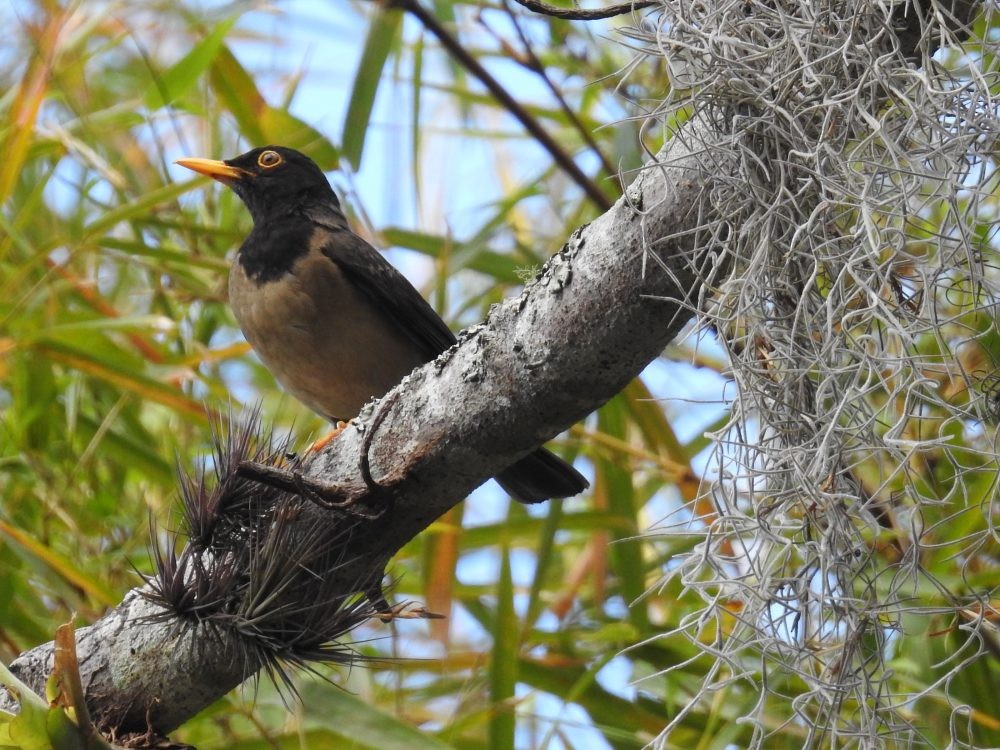 Black-hooded Thrush - ML637338013
