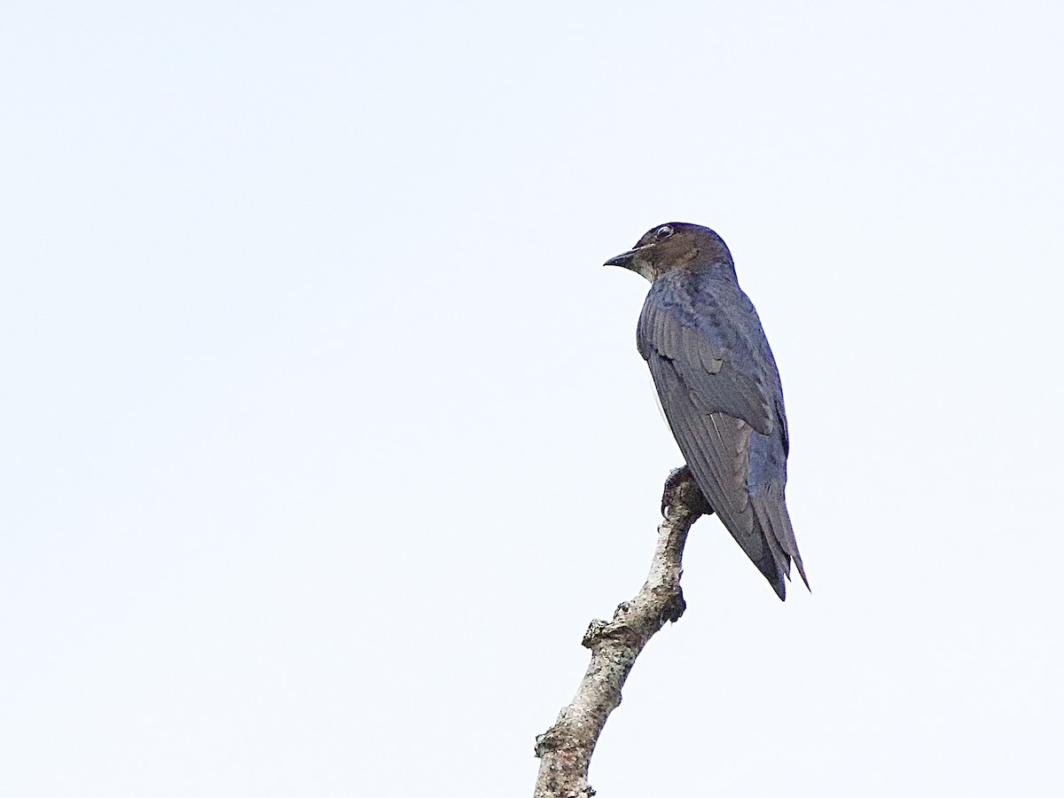 Gray-breasted Martin - ML637338025