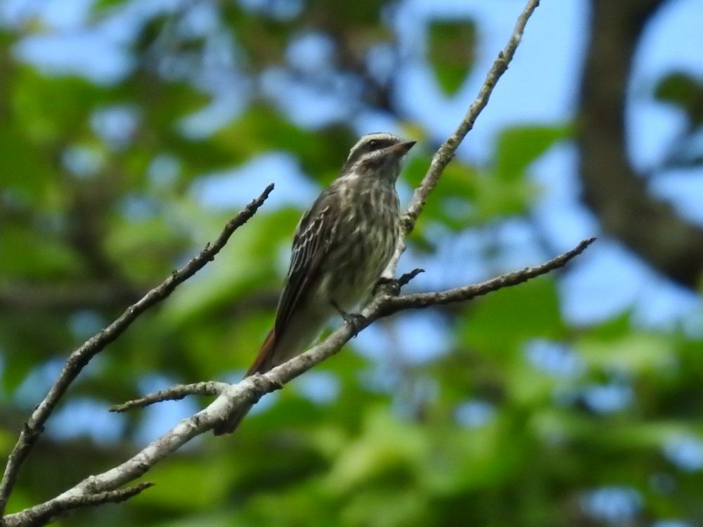 Variegated Flycatcher - ML637338026