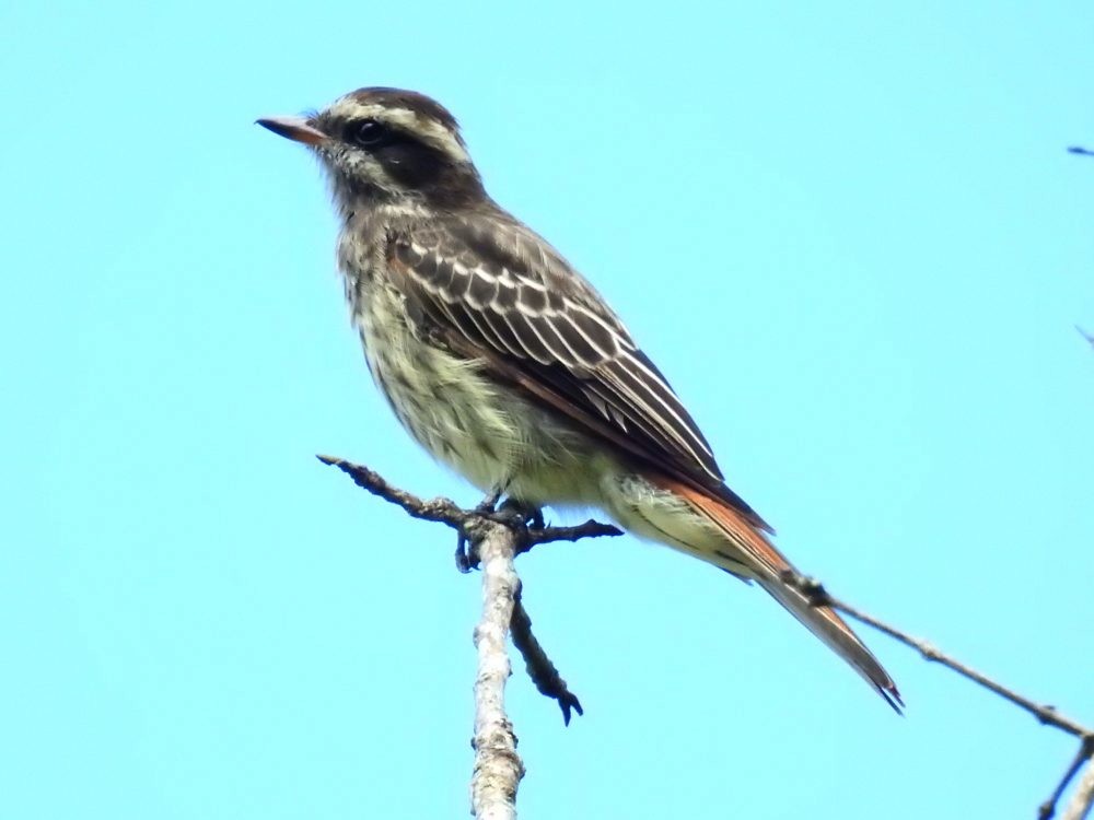 Variegated Flycatcher - ML637338040