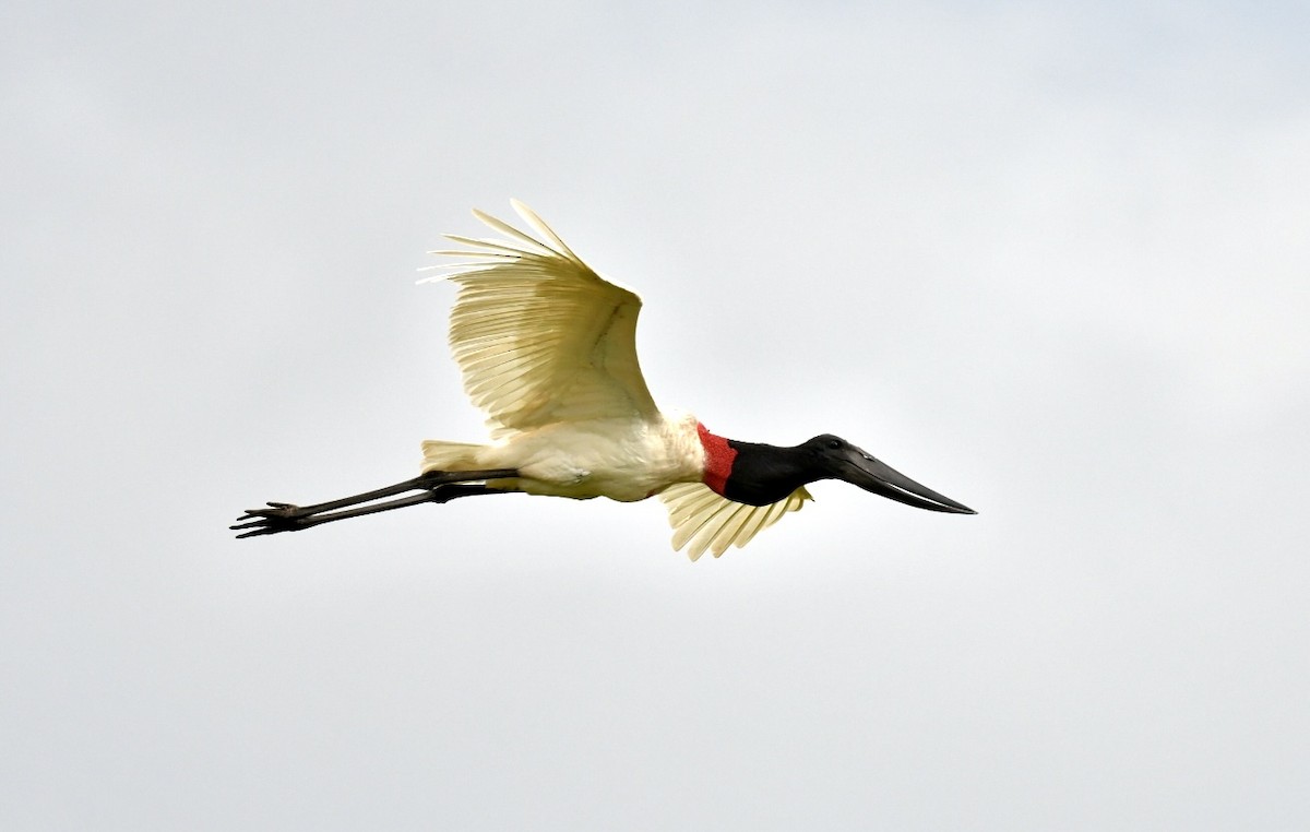 Jabiru - ML637338046