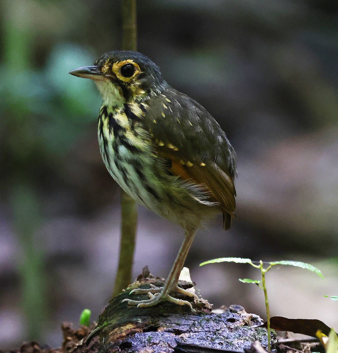 Streak-chested Antpitta - ML637338085
