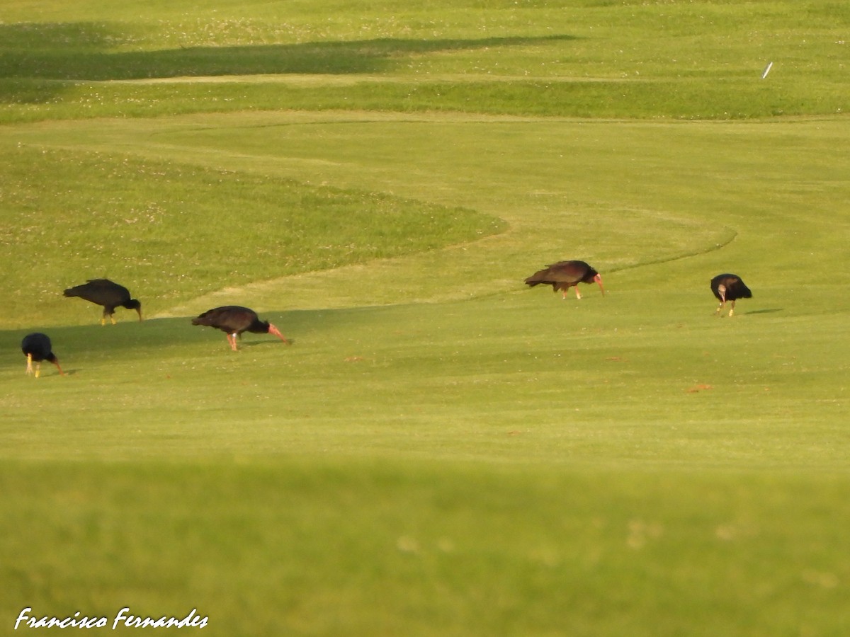 Ibis eremita - ML637338111